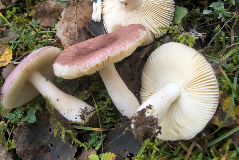 Russula sp di pioppo